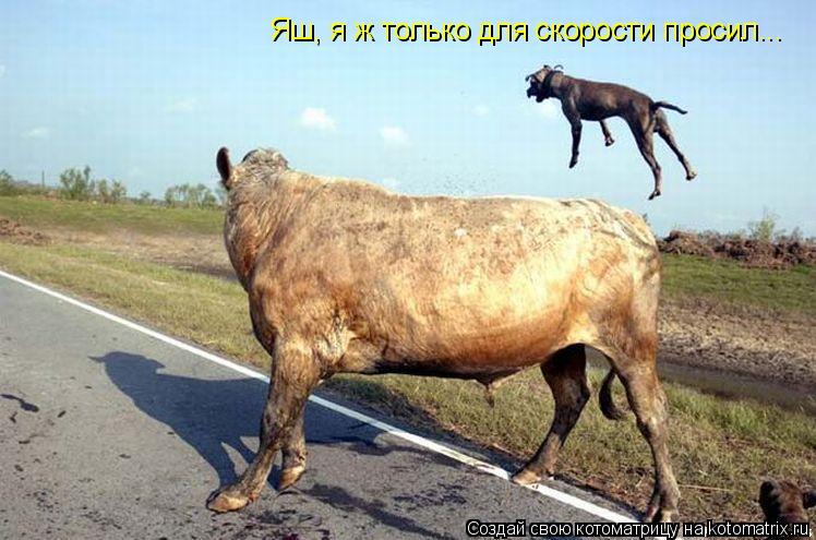 Котоматрица: Яш, я ж только для скорости просил...