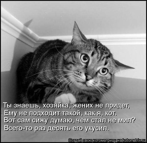 Котоматрица: Ты знаешь, хозяйка, жених не придет, Ему не подходит такой, как я, кот. Вот сам сижу думаю, чем стал не мил? Всего-то раз десять его укусил.