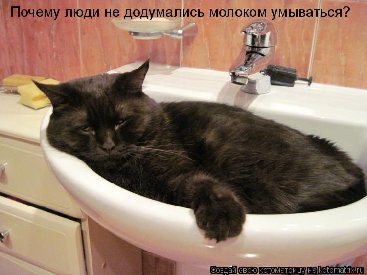 Почему люди не додумались молоком умываться?... Котоматрица: Почему люди не додумались молоком умываться?
