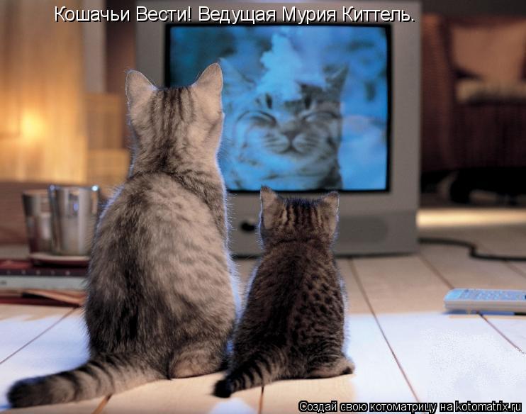 Кошачьи Вести! Ведущая Мурия Киттель.... Котоматрица: Кошачьи Вести! Ведущая Мурия Киттель.