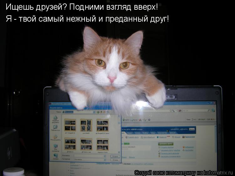 Ищешь друзей? Подними взгляд вверх! Я - твой самый нежный и преданный друг!... Котоматрица: Ищешь друзей? Подними взгляд вверх! Я - твой самый нежный и преданный друг!