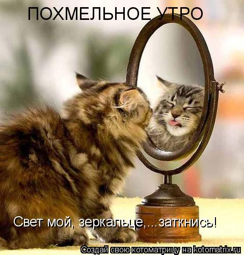Котоматрица: ПОХМЕЛЬНОЕ УТРО Свет мой, зеркальце,...заткнись!