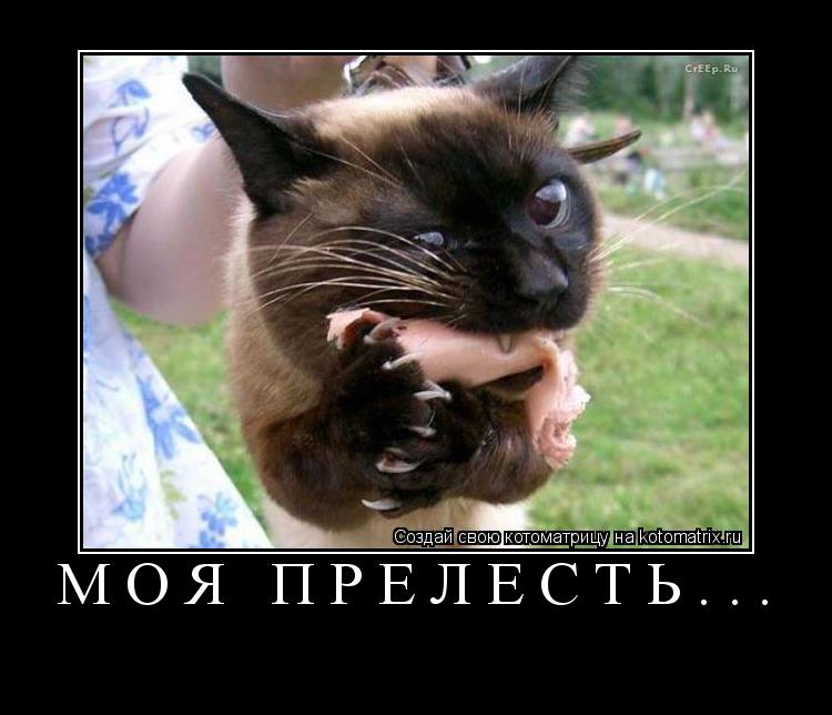 Котоматрица: Моя прелесть... 