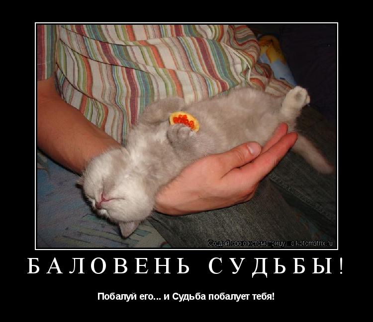 Котоматрица: БАЛОВЕНЬ СУДЬБЫ! Побалуй его... и Судьба побалует тебя!