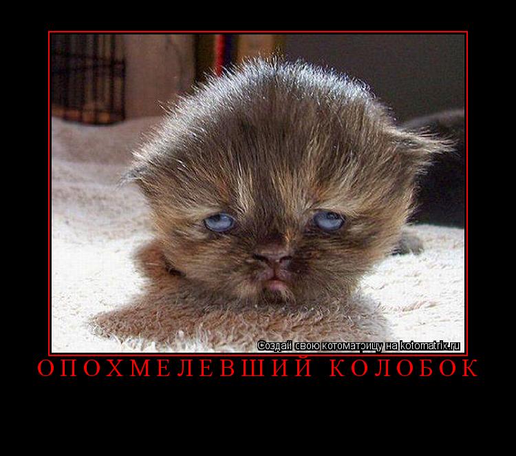 Котоматрица: Опохмелевший колобок 