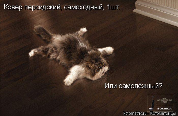 Ковёр персидский, самоходный, 1шт. Или самолёжный?... Котоматрица: Ковёр персидский, самоходный, 1шт. Или самолёжный?