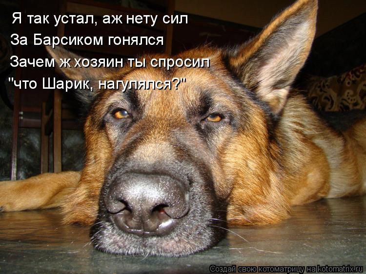 Я так устал, аж нету сил За Барсиком гонялся Зачем ж хозяин ты спросил "что Шарик, нагулялся?"... Котоматрица: Я так устал, аж нету сил За Барсиком гонялся Зачем ж хозяин ты спросил "что Шарик, нагулялся?"