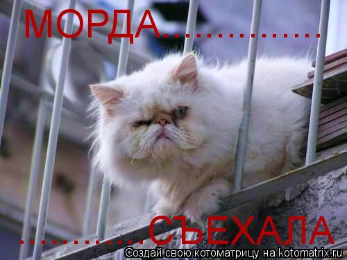 МОРДА............... ............СЪЕХАЛА... Котоматрица: МОРДА............... ............СЪЕХАЛА