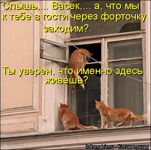Слышь,... Васек,... а, что мы к тебе в гости через форточку заходим? Ты уверен, что именно здесь ж... Котоматрица: Слышь,... Васек,... а, что мы к тебе в гости через форточку заходим? Ты уверен, что именно здесь живешь?