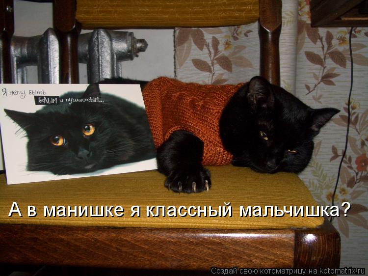 Котоматрица: А в манишке я классный мальчишка?