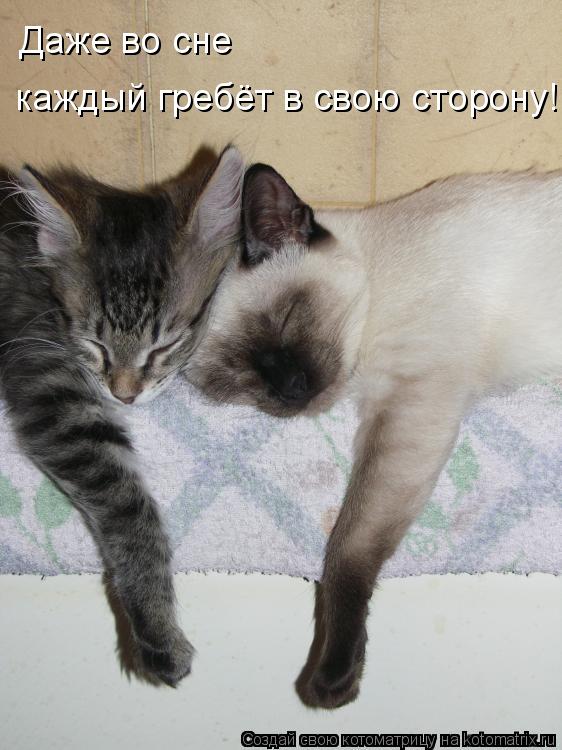 Котоматрица: Даже во сне  каждый гребёт в свою сторону!