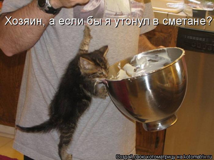 Котоматрица: Хозяин, а если бы я утонул в сметане?