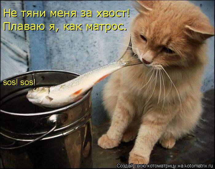 Котоматрица: sos! sos! Не тяни меня за хвост! Плаваю я, как матрос.