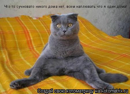 Котоматрица: Что то сучновато никого дома нет, всем наплювать что я один дома!