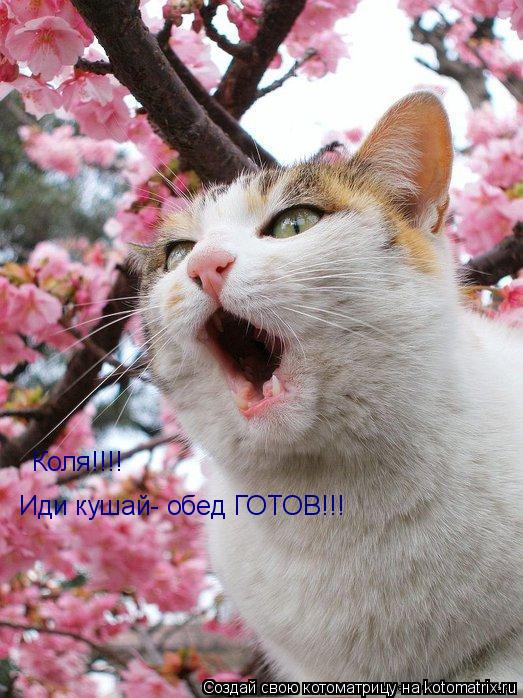 Котоматрица: Коля!!!!  Иди кушай- обед ГОТОВ!!!