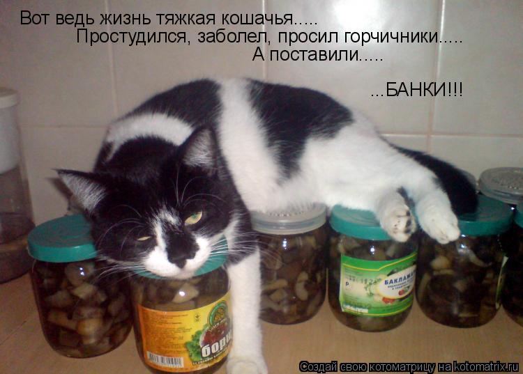 Котоматрица: Вот ведь жизнь тяжкая кошачья..... Простудился, заболел, просил горчичники..... А поставили..... ...БАНКИ!!!