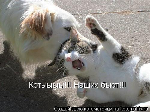 Котоматрица: Котыыыы!!! Наших бьют!!!