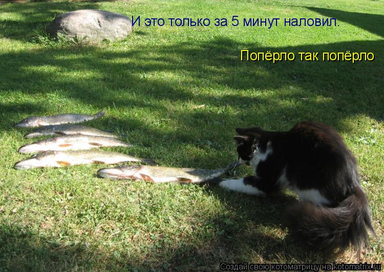 Котоматрица: И это только за 5 минут наловил. Попёрло так попёрло