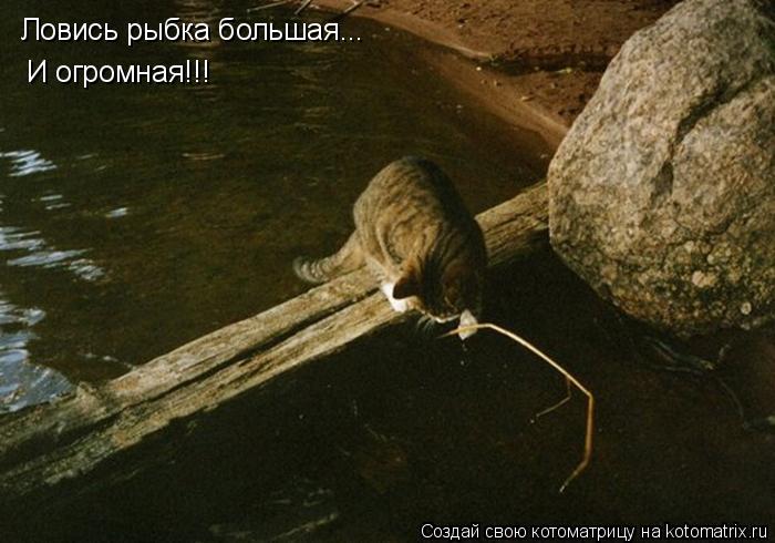 Ловись рыбка большая... И огромная!!!... Котоматрица: Ловись рыбка большая... И огромная!!!