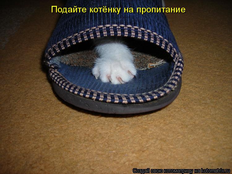 Подайте котёнку на пропитание... Котоматрица: Подайте котёнку на пропитание