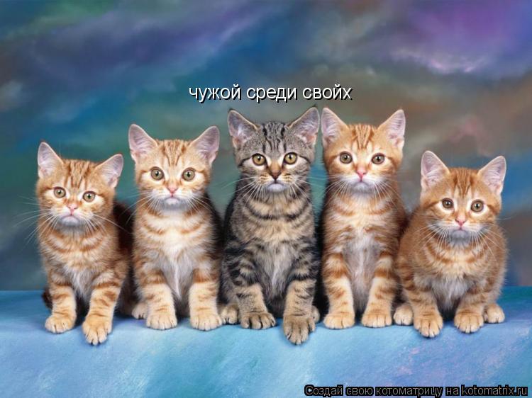 Котоматрица: чужой среди свойх
