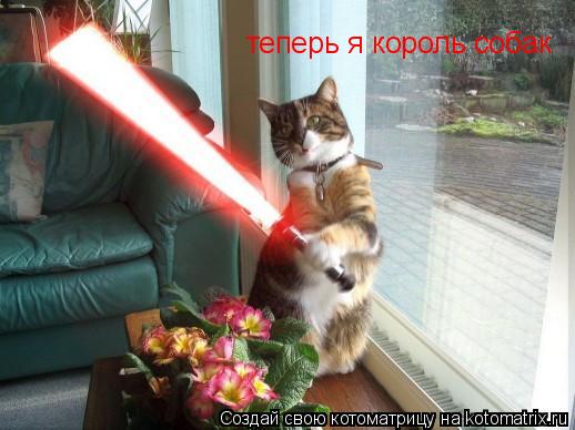 Котоматрица: теперь я король собак