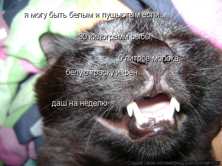 Котоматрица: я могу быть белым и пушыстым если... 30 килограмм рыбы, 5 литров молока, белую краску и фен даш на неделю