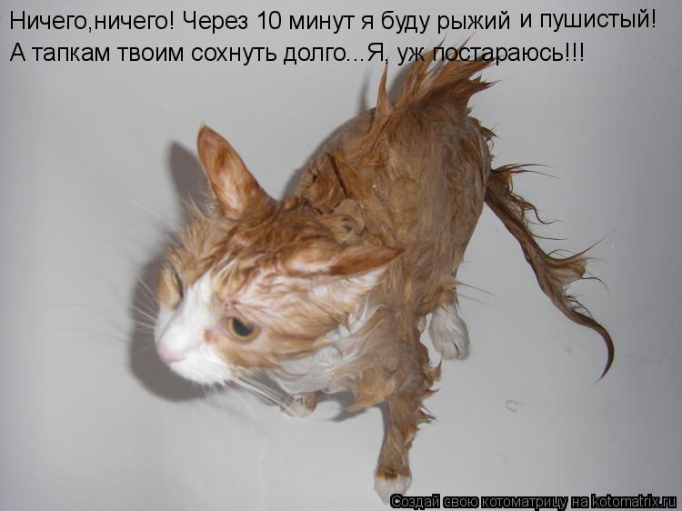 Котоматрица: Ничего,ничего! Через 10 минут я буду рыжий  и пушистый! А тапкам твоим сохнуть долго...Я, уж постараюсь!!!