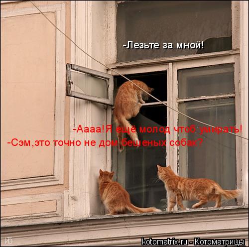 Котоматрица: -Сэм,это точно не дом бешеных собак? -Аааа!Я ещё молод чтоб умирать! -Лезьте за мной!