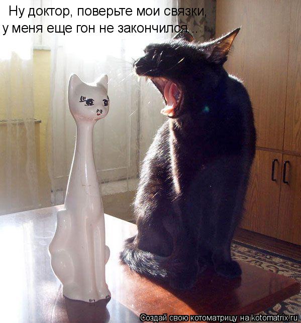 Ну доктор, поверьте мои связки, у меня еще гон не закончился...... Котоматрица: Ну доктор, поверьте мои связки, у меня еще гон не закончился...