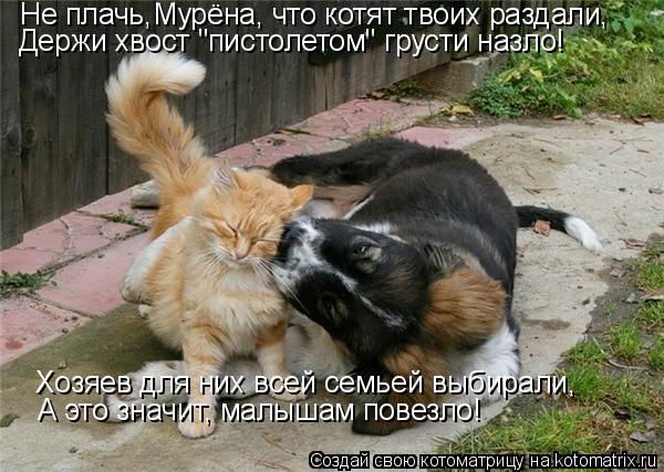 Не плачь,Мурёна, что котят твоих раздали, Держи хвост "пистолетом" грусти назло! Хозяев для них всей ... Котоматрица: Не плачь,Мурёна, что котят твоих раздали, Держи хвост "пистолетом" грусти назло! Хозяев для них всей семьей выбирали, А это значит, малышам по
