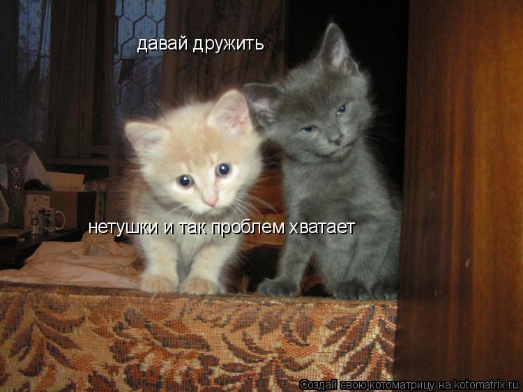 давай дружить нетушки и так проблем хватает... Котоматрица: давай дружить нетушки и так проблем хватает