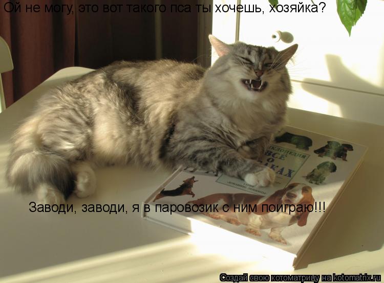 Котоматрица: Ой не могу, это вот такого пса ты хочешь, хозяйка? Заводи, заводи, я в паровозик с ним поиграю!!!