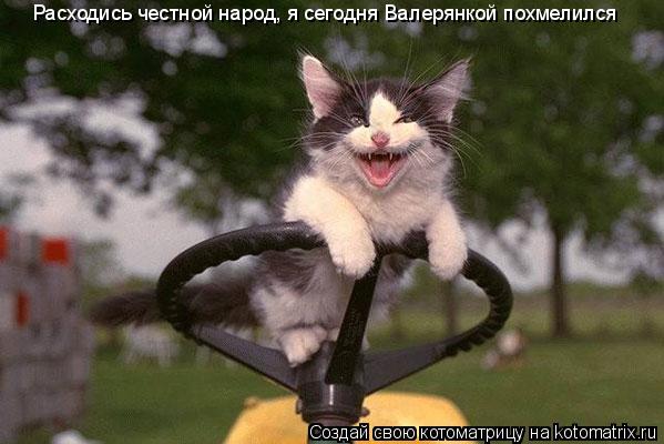 Котоматрица: Расходись честной народ, я сегодня Валерянкой похмелился
