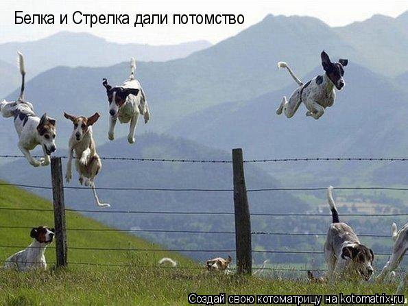 Белка и Стрелка дали потомство... Котоматрица: Белка и Стрелка дали потомство