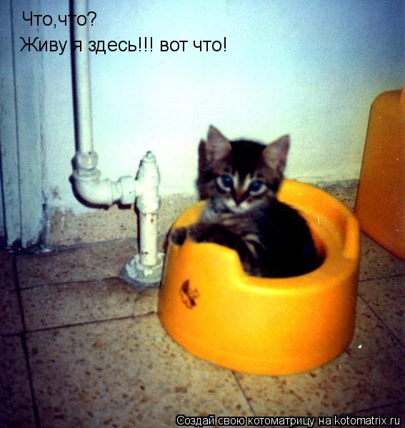 Котоматрица: Что,что? Живу я здесь!!! вот что!