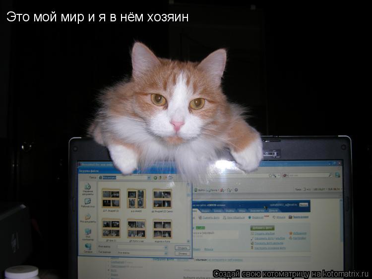 Котоматрица: Это мой мир и я в нём хозяин