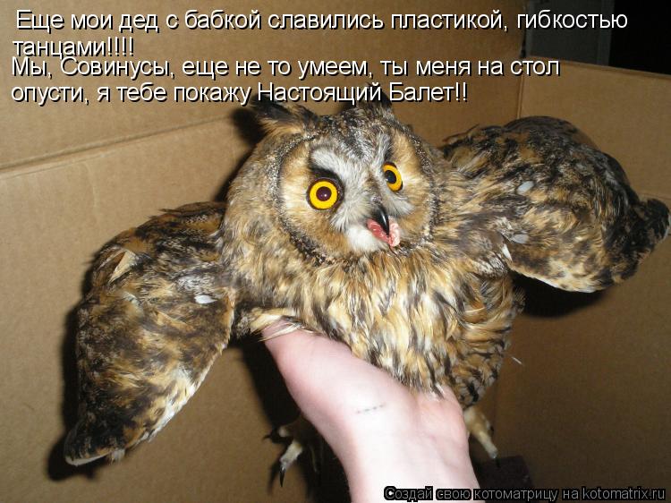 Котоматрица: Еще мои дед с бабкой славились пластикой, гибкостью танцами!!!! опусти, я тебе покажу Настоящий Балет!! Мы, Совинусы, еще не то умеем, ты меня н