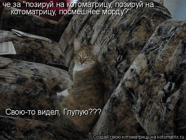 Котоматрица: че за "позируй на котоматрицу, позируй на  котоматрицу, посмешнее морду?" Свою-то видел, Глупую???