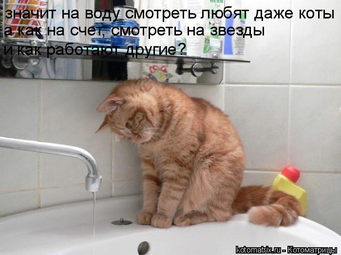 Котоматрица: значит на воду смотреть любят даже коты а как на счет, смотреть на звезды  и как работают другие?