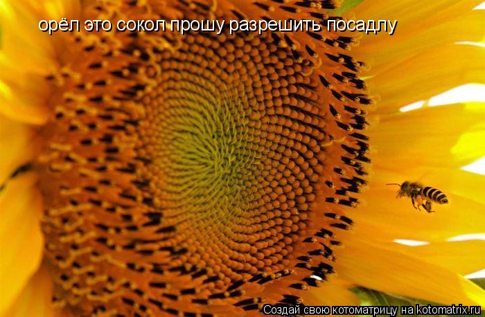Котоматрица: орёл это сокол прошу разрешить посадлу