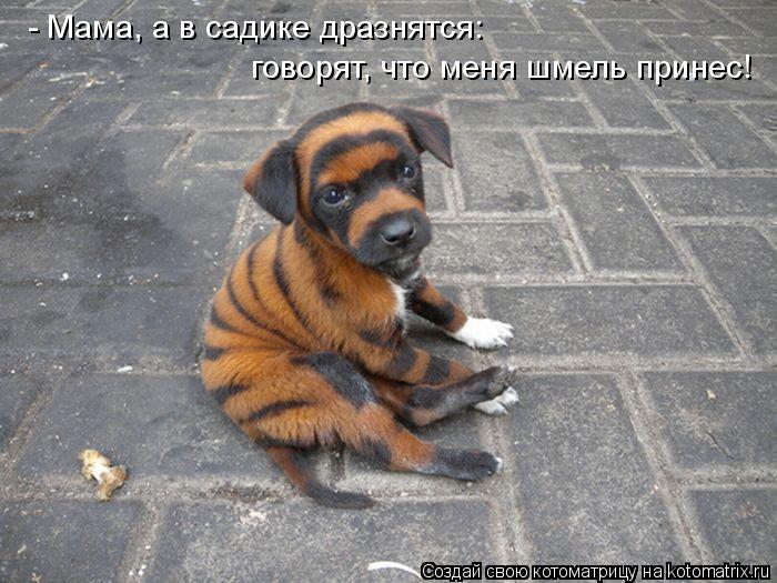 - Мама, а в садике дразнятся: говорят, что меня шмель принес!... Котоматрица: - Мама, а в садике дразнятся: говорят, что меня шмель принес!