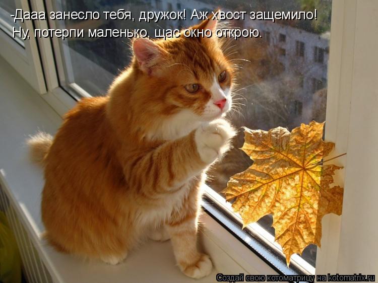 Котоматрица: -Дааа занесло тебя, дружок! Аж хвост защемило! Ну, потерпи маленько, щас окно открою.