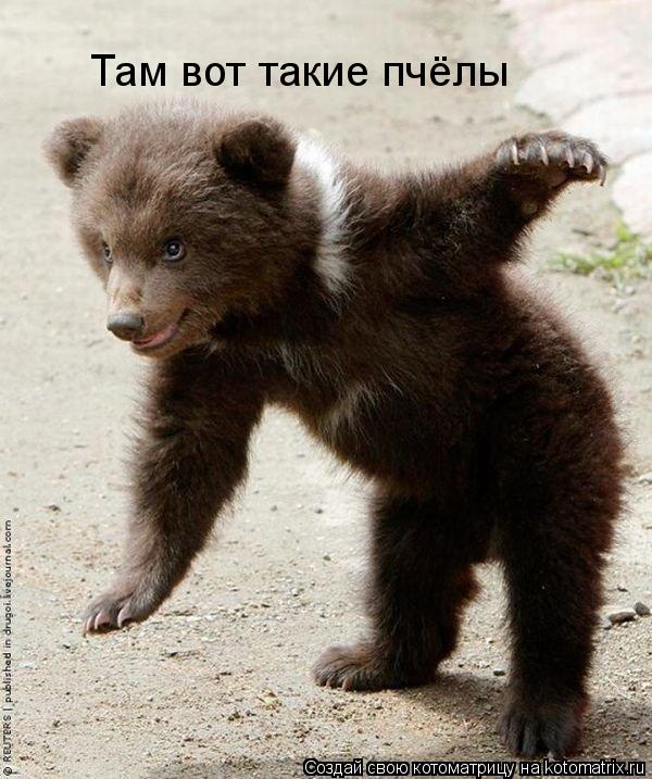 Котоматрица: Там вот такие пчёлы
