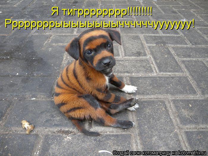 Котоматрица: Я тигрррррррр!!!!!!!!! Ррррррррыыыыыыыыччччччууууууу!