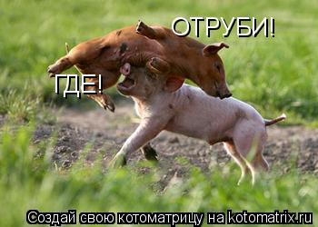 Котоматрица: ОТРУБИ! ГДЕ!