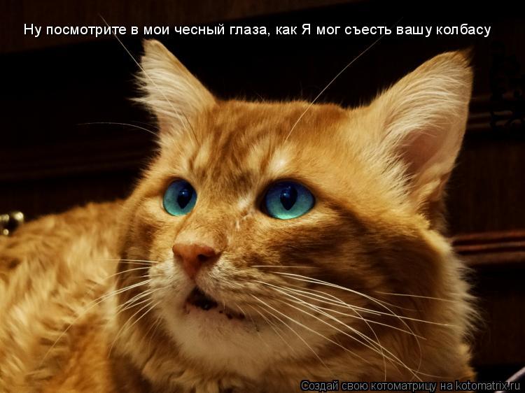Котоматрица: Ну посмотрите в мои чесный глаза, как Я мог съесть вашу колбасу