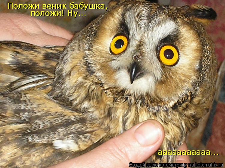 Котоматрица: Положи веник бабушка, положи! Ну... ааааааааааа...