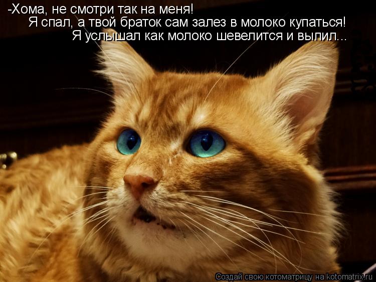 Котоматрица: -Хома, не смотри так на меня! Я спал, а твой браток сам залез в молоко купаться! Я услышал как молоко шевелится и выпил...