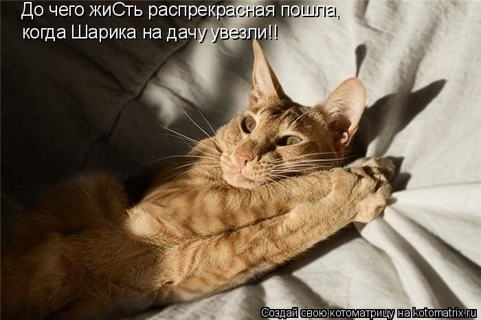 До чего жиСть распрекрасная пошла, когда Шарика на дачу увезли!!... Котоматрица: До чего жиСть распрекрасная пошла, когда Шарика на дачу увезли!!